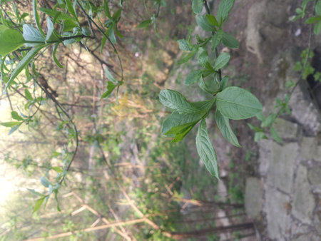 Green leaves on a tree branch in the forest. Natural background.の写真素材