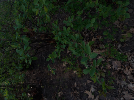Green leaves of a bush in the forest on a dark background.の写真素材