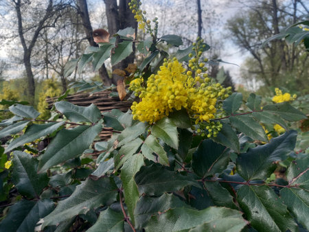 Flowering branch of a tree with yellow flowers in the spring.の写真素材