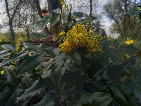Beautiful yellow flowers on the branches of a tree in the parkの写真素材