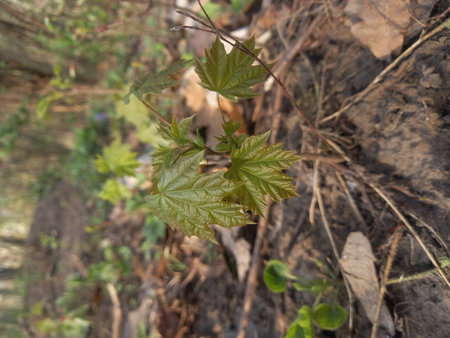 Young leaves on a tree in the garden. Selective focus.