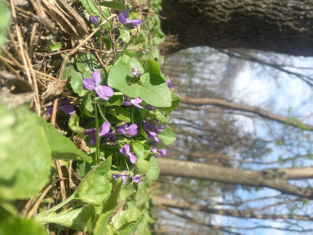 Purple flowers of viola odorata on a branch in the garden.の写真素材