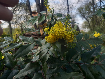 Yellow flowers of the Acacia dealbata, also known as the Indian creeper.の写真素材
