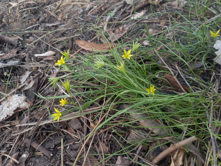 The first spring flowers are yellow crocuses in the forest.の写真素材