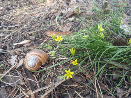 Snail crawling on the ground among the grass and flowers in early springの写真素材