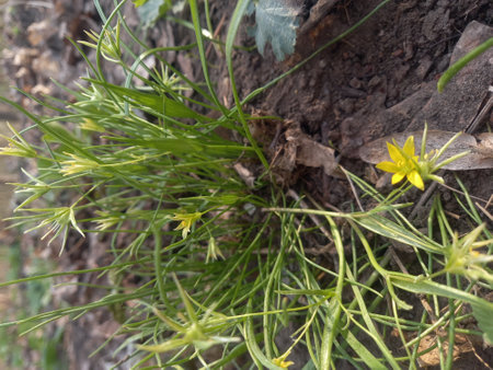 Small yellow flowers on a tree trunk in the spring. High quality photoの写真素材
