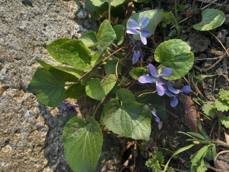 Viola odorata, also known as the common violets, is a species of flowering plant in the family Violaceae.の写真素材
