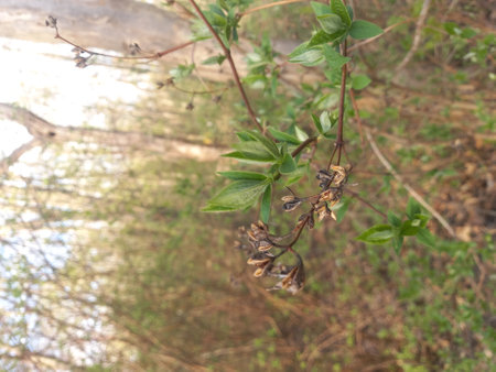 Close-up of a small branch of a bush with buds and leavesの写真素材