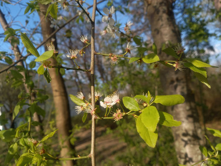 Blossoming branch of an apple tree on a sunny spring dayの写真素材