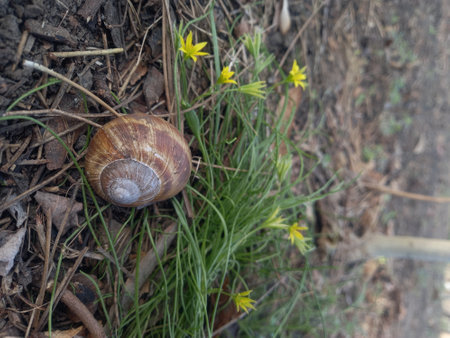 Snail crawling on the ground with yellow flowers in the background.の写真素材