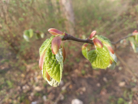 Young leaves of a chestnut tree in early spring in the gardenの写真素材