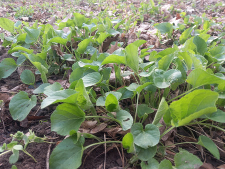 Cucumber seedlings growing in the field in early spring.の写真素材
