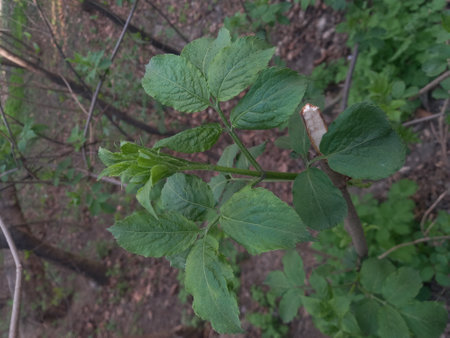 A closeup shot of a green leafy plant in the forestの写真素材