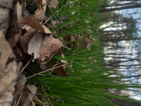 Close-up of dry leaves and grass on the shore of the lake.の写真素材
