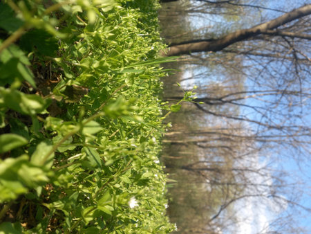 Green leaves of a plant on the background of the spring forest.の写真素材