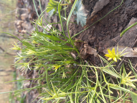 Close up of yellow flowers on the trunk of a pine tree.の写真素材