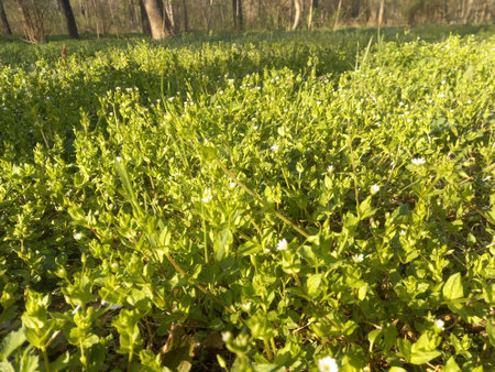 green grass in the morning light in the forest. natural background.の写真素材