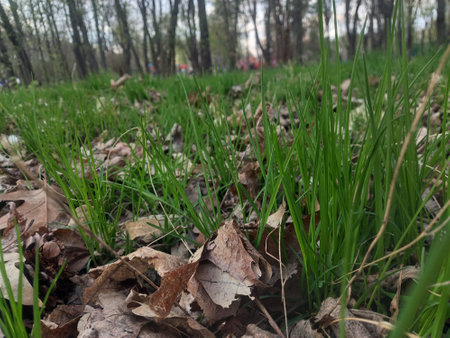 Green grass and fallen leaves in the spring forest. Selective focus.の写真素材