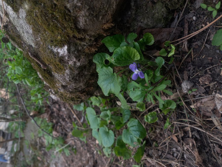 violets growing on the ground in the forest. High quality photoの写真素材
