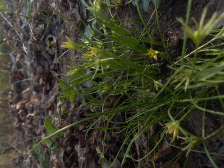 Flowering plants in the forest. Close-up of green grass.の写真素材