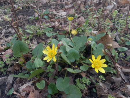 Ficaria verna, also known as the lesser celandine or marsh marigoldの写真素材