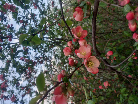 Pink flowers of Japanese quince, Chaenomeles japonica.の写真素材