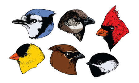 A set of six realistic ink songbird heads in a profile view のイラスト素材