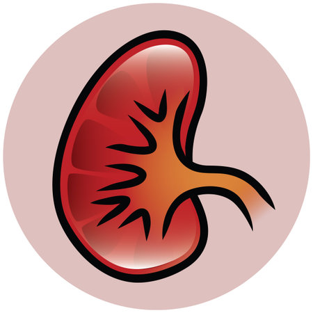 A button or icon of a kidney 