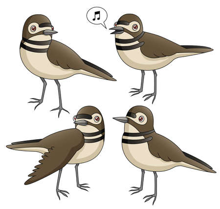 An Illustration depicting four killdeer in various poses のイラスト素材