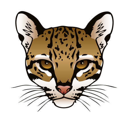 A vector ink illustration of an ocelot s face のイラスト素材