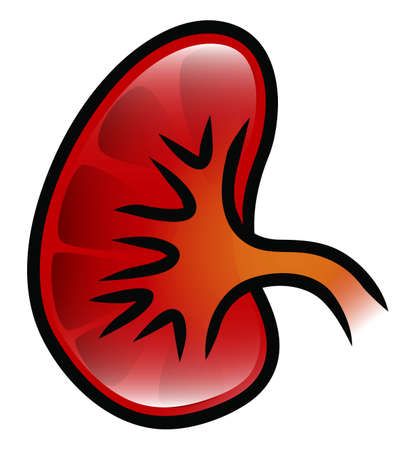 Illustration of a kidney のイラスト素材