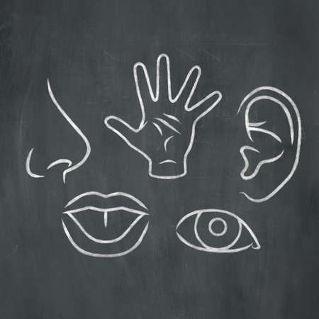 Hand-drawn illustration of the five senses in white chalk on a blackboard background.の写真素材