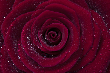 Red rose