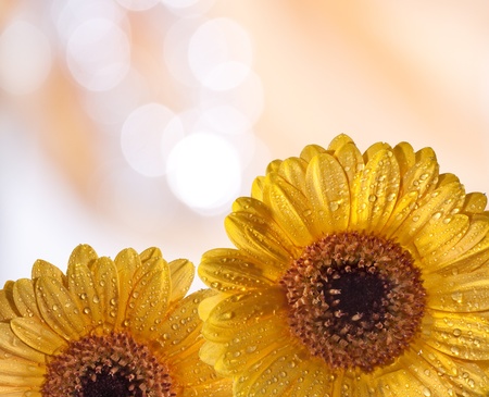 Yellow gerberaの写真素材