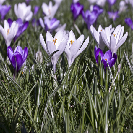 Beautiful crocusesの写真素材