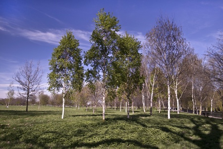 Park landscape.  の写真素材