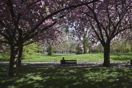 Park landscape.  の写真素材