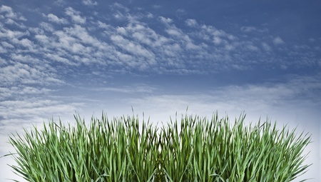 Composition with grassの写真素材