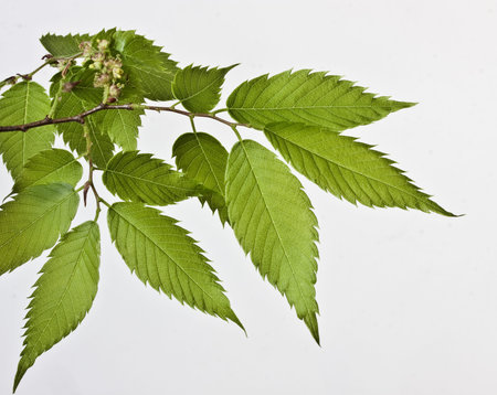 Composition with leaves