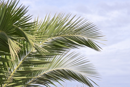Palms on the beach. Spainの写真素材