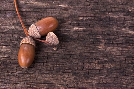 Acorns and leaf with wood background の写真素材