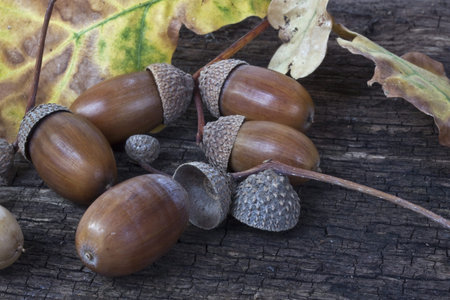 Acorns and leaf with wood background 