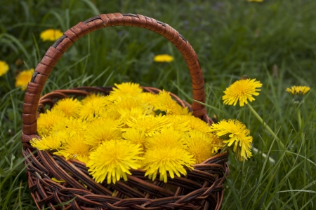 Yellow flowers, dandelionの写真素材