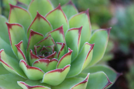 Close-up of Echeveria Miranda, succulent plantの写真素材