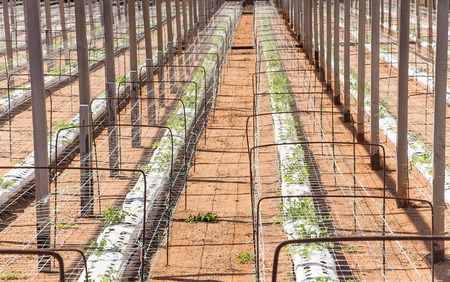 The shoots of young plants in a greenhouseの写真素材