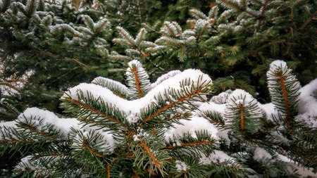 The branches of spruce covered in snow during winterの写真素材