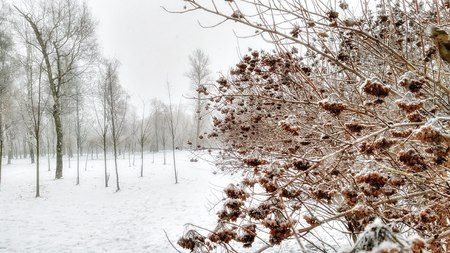 Frozen plants and trees under the snowの写真素材