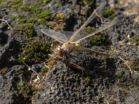 Dragonfly on the island of El Hierro. Photo taken from the Laurisilva forest in La Llania.の写真素材