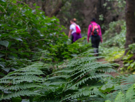 In the foreground the leaves of a fern, a typical plant of the Canarian flora. In the background, some girls go hiking. Image taken in a laurel forest, on the island of El Hierro.の写真素材