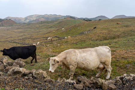 Calves and cows grazing in a typical landscape of the island of El Hierro. Livestock farming is very important to El Hierro. In the north of the island you can see this picture.の写真素材